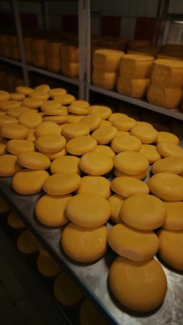 Göbek (Malakan) Kaşarı